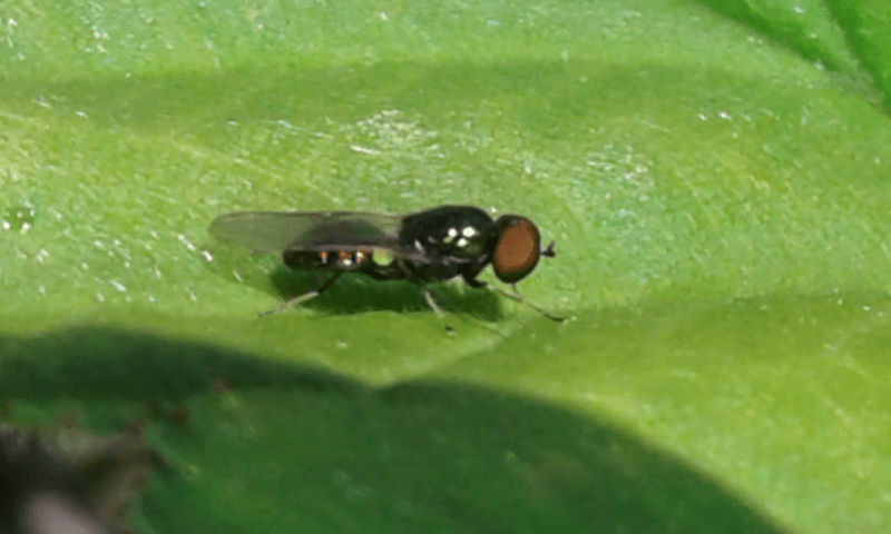 Stratiomyidae : Microchrysa cfr. polita, maschio